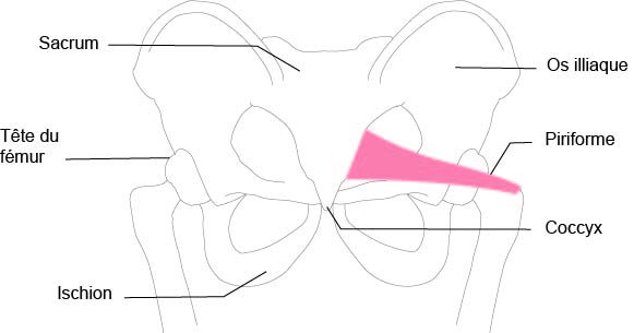 Trajet du muscle piriforme